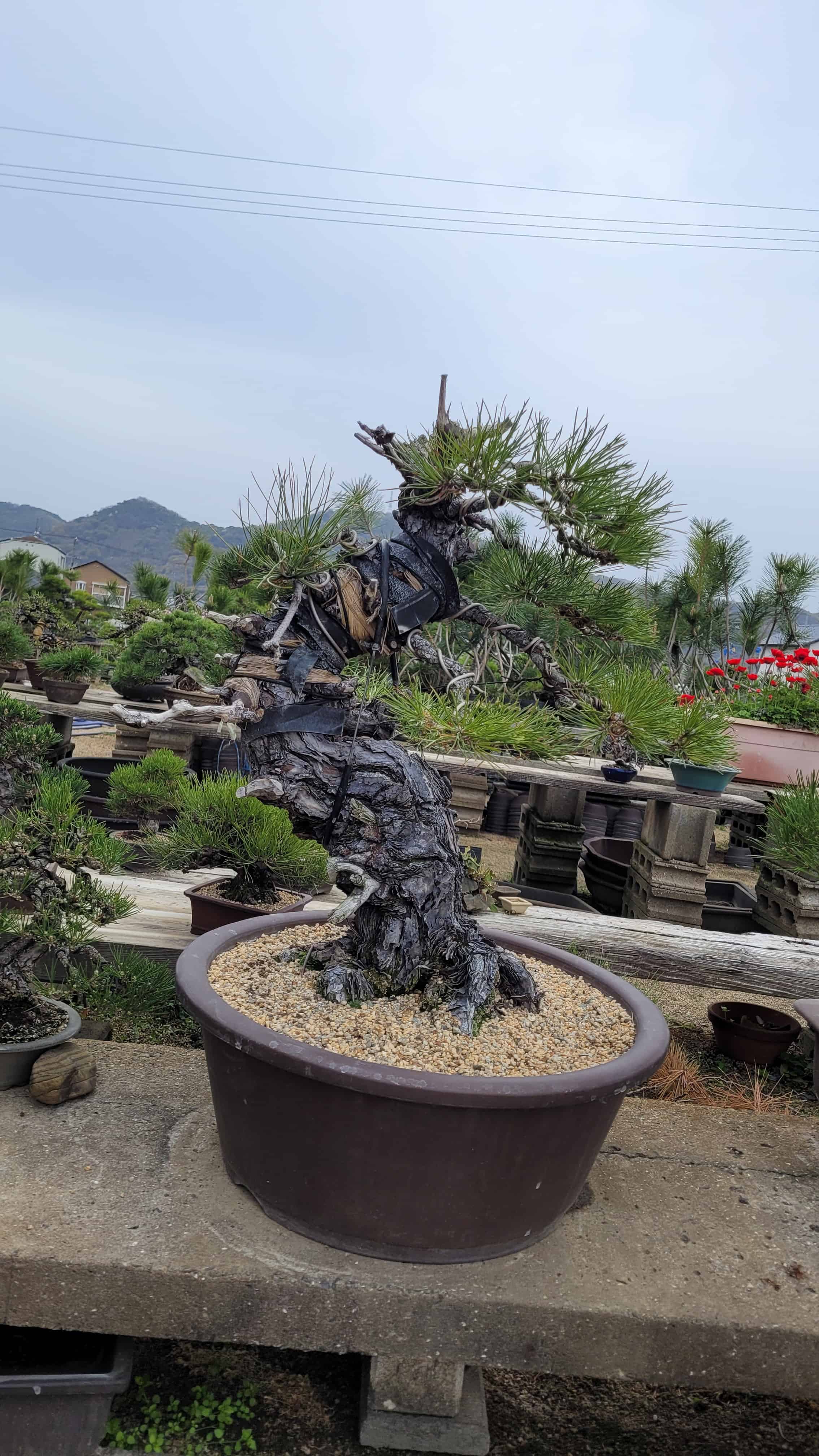 A pine bonsai tree from yoseien in Japan